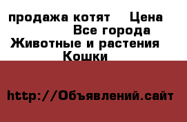продажа котят  › Цена ­ 15 000 - Все города Животные и растения » Кошки   